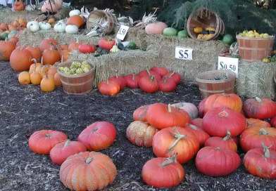 Pumpkins and Gourds