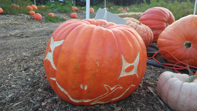 Snake Tongue, Nipomo Pumpkin Patch best carving idea