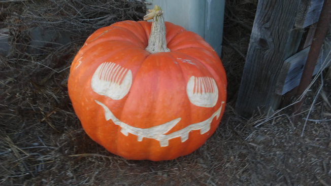 Blush, Nipomo Pumpkin Patch best carving idea