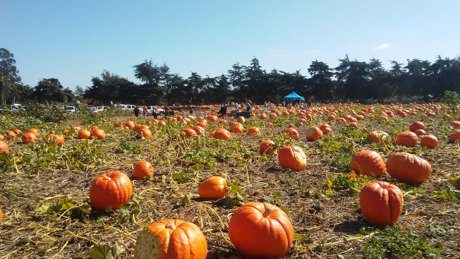 Nipomo Pumpkin Patch Picture 2021 10 04