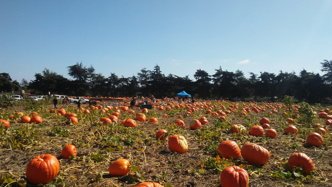 Nipomo Pumpkin Patch Picture 2021 10 04